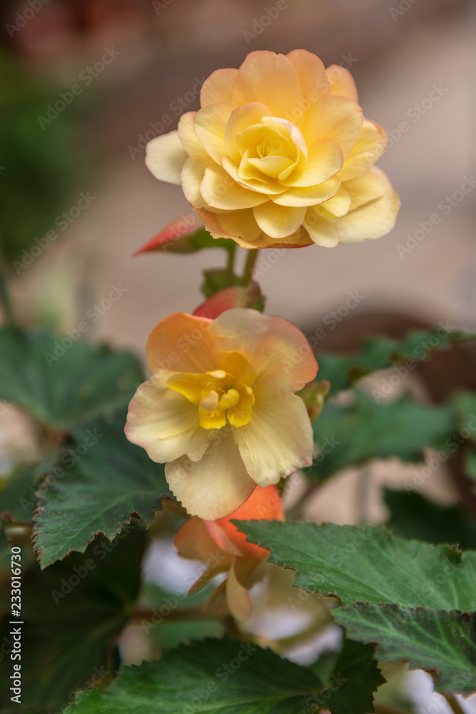 Begonia flowers