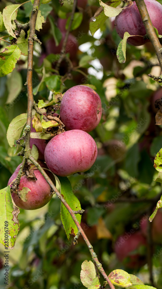 Autumn apples of late varieties Autumn apples of late varieties