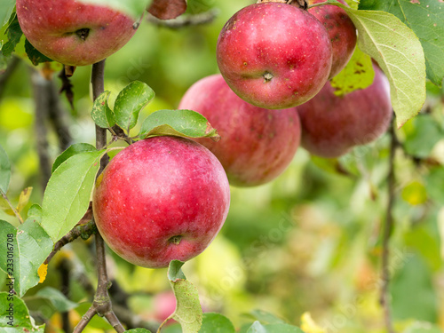 Autumn apples of late varieties