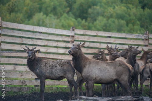 Domesticated deers marals on farm in Altay