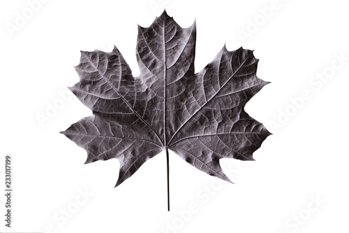 black maple leaf isolated on white background