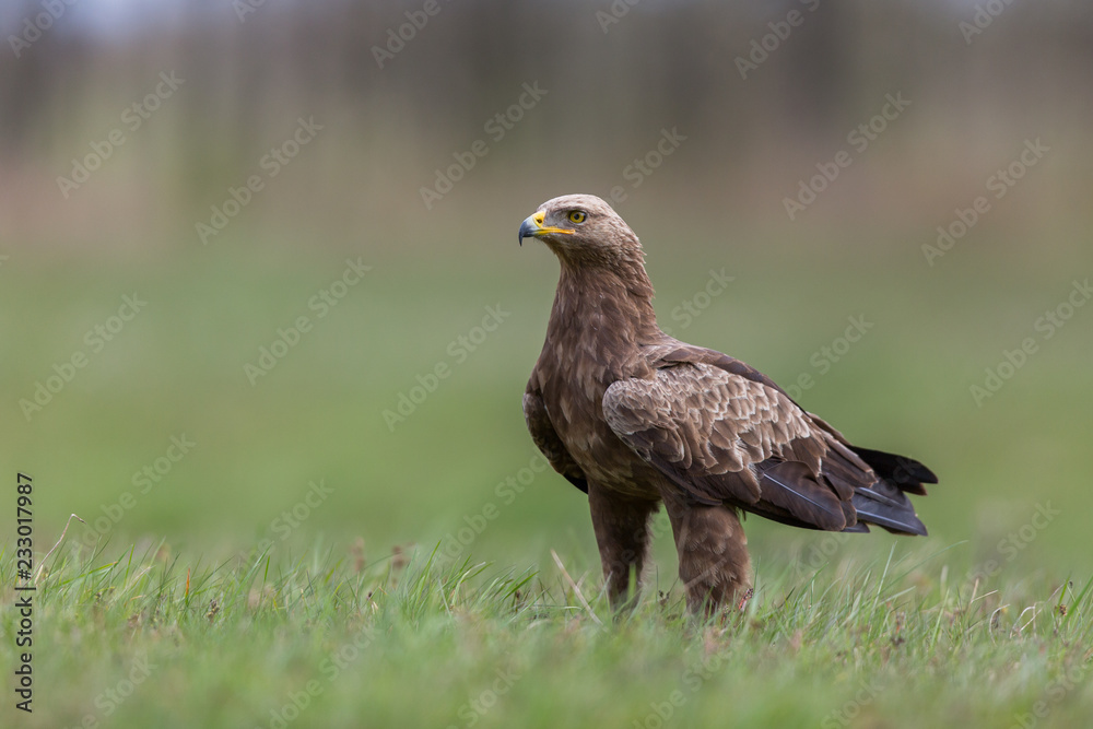 Birds of prey - lesser spotted eagle in flight (Aquila pomarina) Birds of prey - lesser spotted eagle in flight (Aquila pomarina)