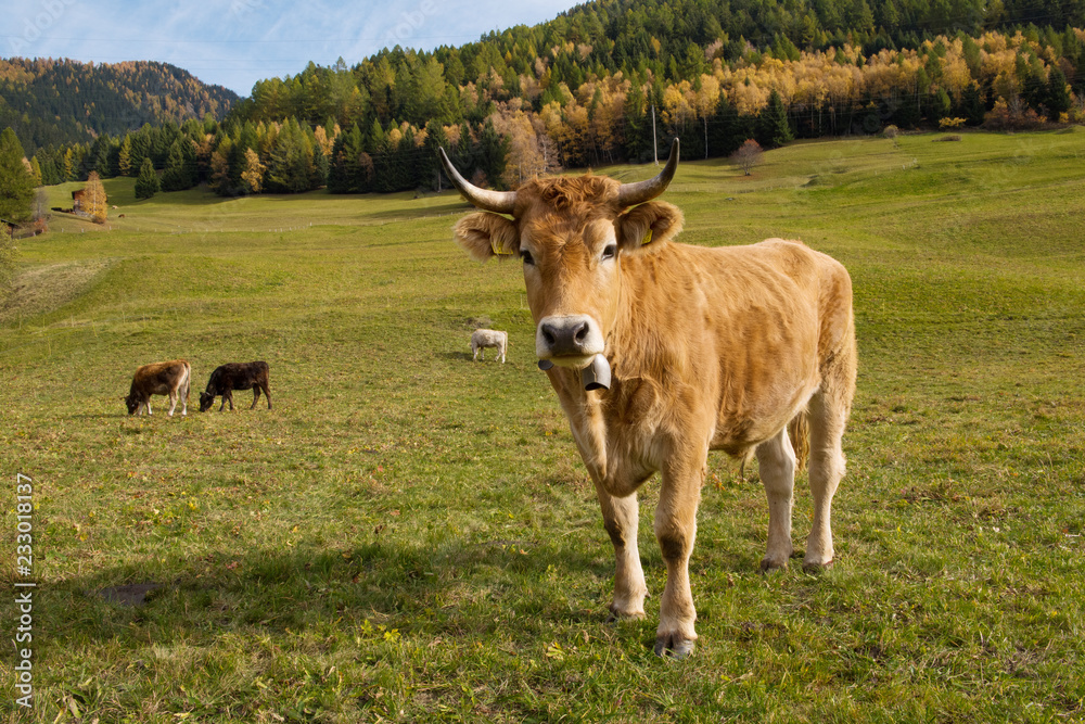 a young cow on a meadow 