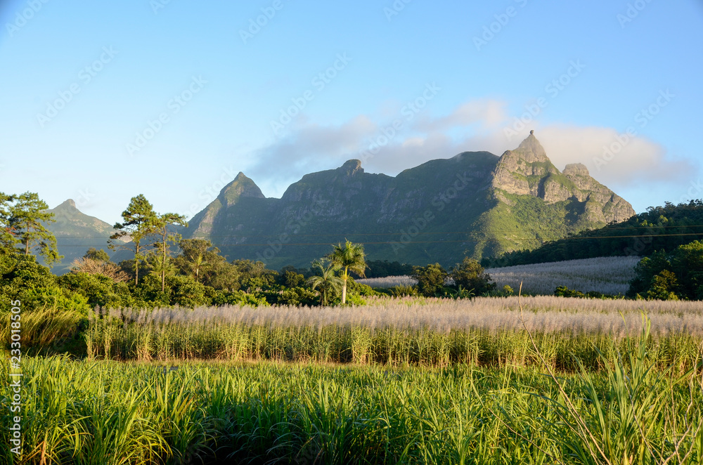 Fototapeta premium Mauritius Sugarcane fields with pink flowers - Pieter Both mountain in the background