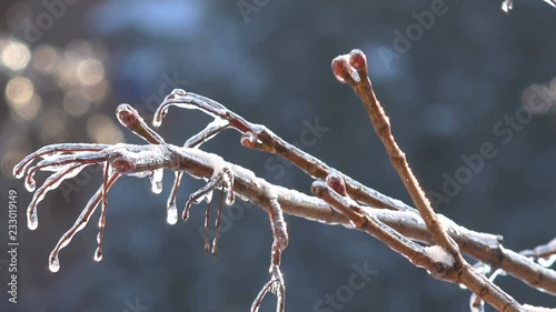 Fantastic view of branches of trees covered with brilliant ice in early spring or winter
