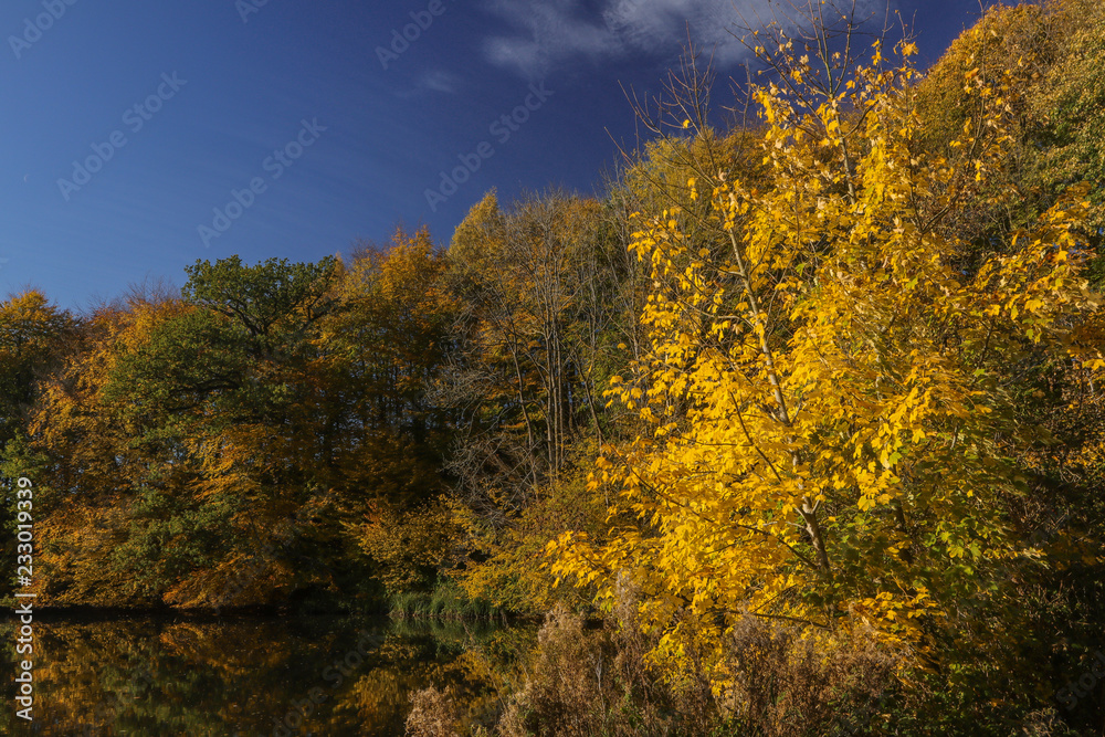 Fototapeta premium scenic fall lanscape with autumn leaves in bright colors