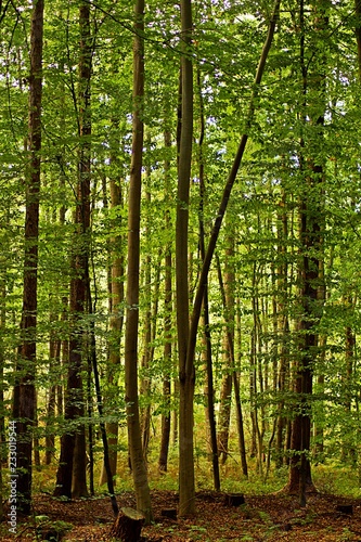 trees in the forest