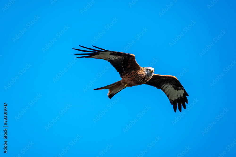 Obraz premium Red Kite in flight