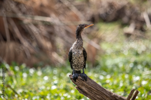 Reed Cormorant of East Africa perched on log Reed cormorant (Microcarbo africanus) photo