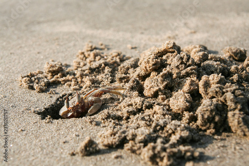 Crab digging hole in sand at beach in India