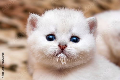 Portrait of a little white kitten who drank milk and stained the muzzle. The head of a cute kitten with blue eyes stained with milk while eating.