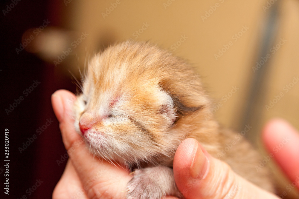 The head of a small newborn Golden kitten with eyes that have not yet opened after birth and a pink nose lies in the hand of the owner, a photo of a newborn kitten close-up. The head of a small newborn Golden kitten with eyes that have not yet opened after birth and a pink nose lies in the hand of the owner, a photo of a newborn kitten close-up.