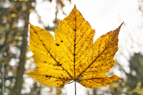 yellow leaf portrait photo