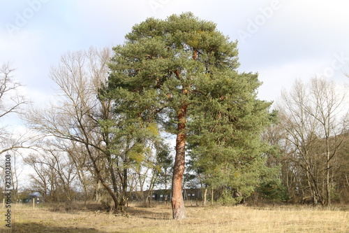 Nature Preserve I