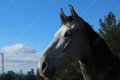 portrait d'un cheval gris © raymond