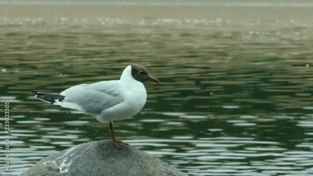 Black-headed gull stands on a stone close-up Black-headed gull stands on a stone close-up