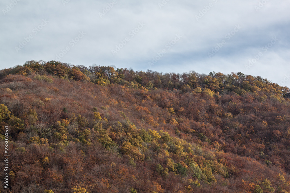 herbst wald blätter laub