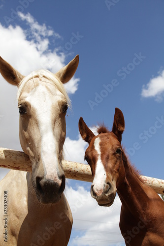 horse and foal 