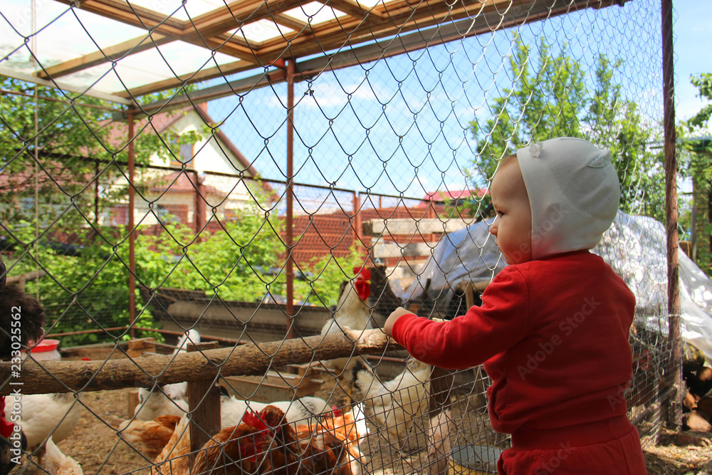 Εκτύπωση καμβά a small child in a red suit and white hat is looking at chickens and a rooster i