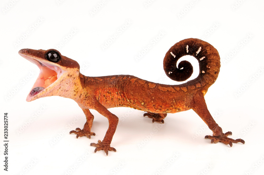 Gecko cat sales