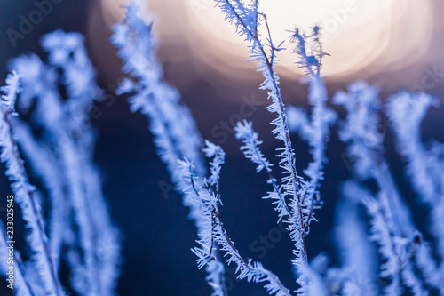 Frost on branches and trees. Weather forecast background