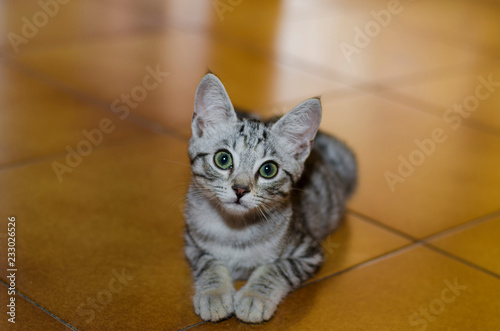 Tenero e piccolo gatto  con sguardo incuriosito accucciato sul pavimento © giadophoto