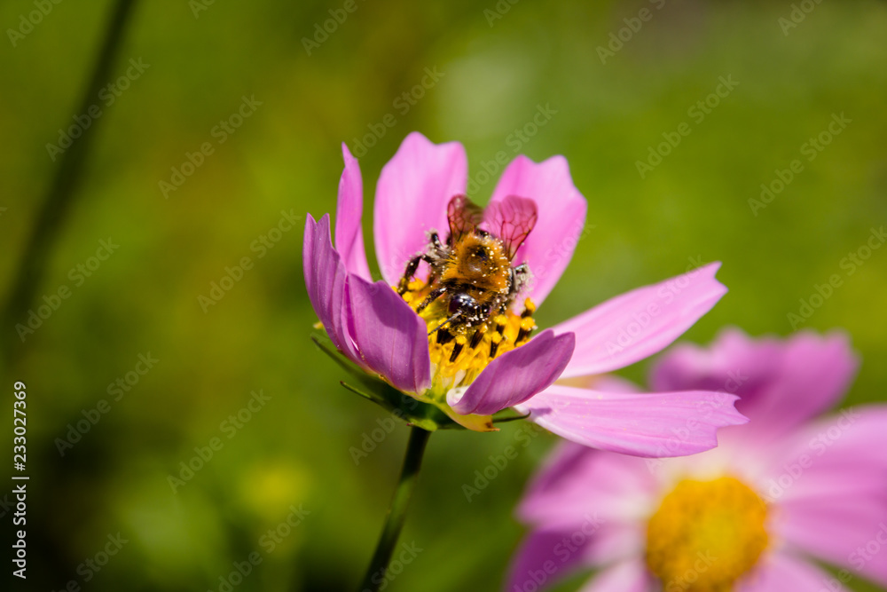 Bee on a flower Bee on a flower