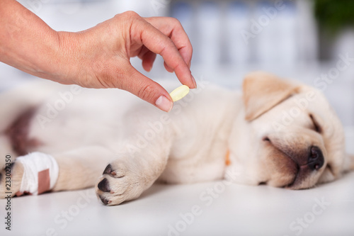 Veterinary care professional holding medicine pill for a cute labrador puppy dog