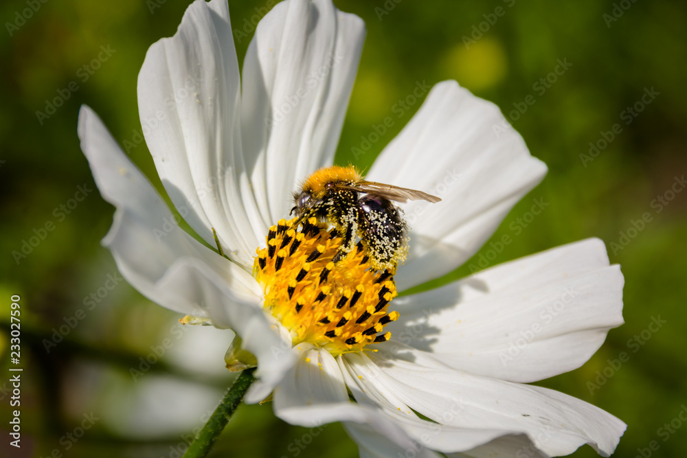 Obraz premium Bee on a flower
