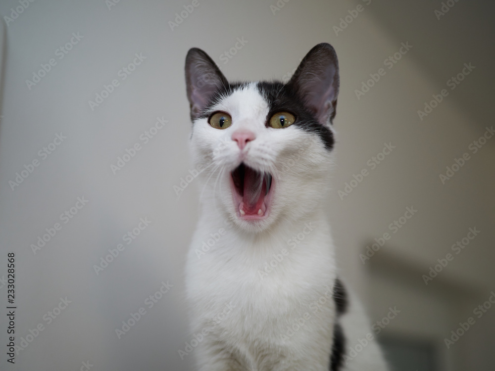 portrait of white-grey cat screaming isolated on blur background