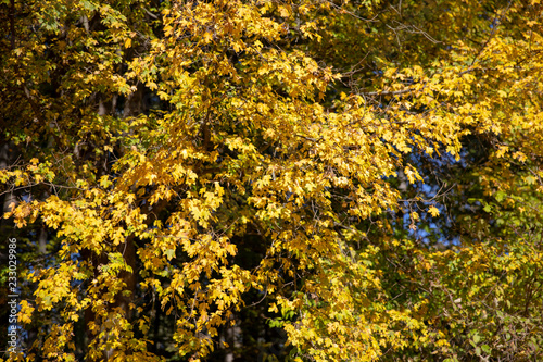 Autumn landscape. Autumn oak leafes, very shallow focus