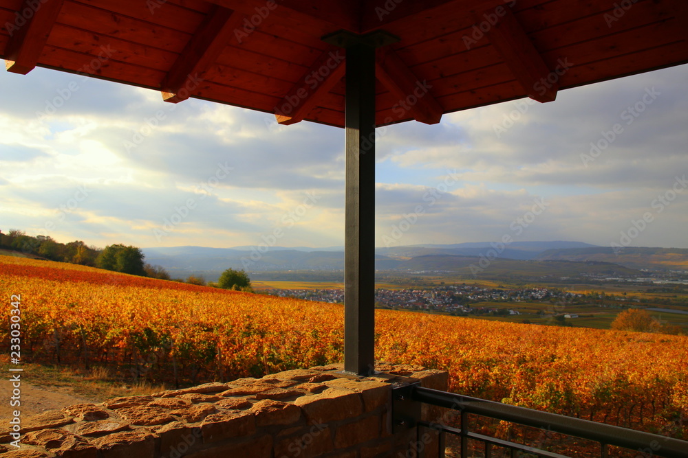 Fototapeta premium Herbst im Weinberg