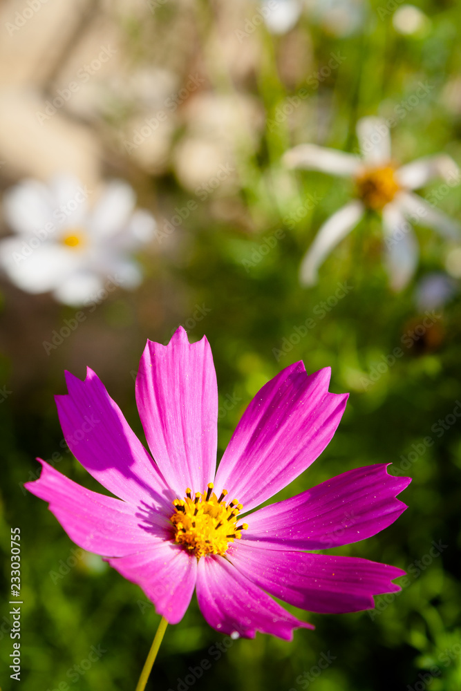 Cosmos flower Cosmos flower