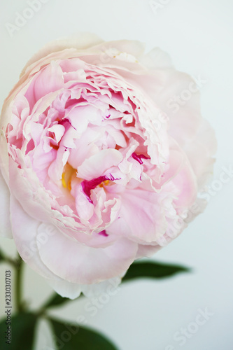 Fototapeta Naklejka Na Ścianę i Meble -  Peony pink flower close up beautiful macro photo