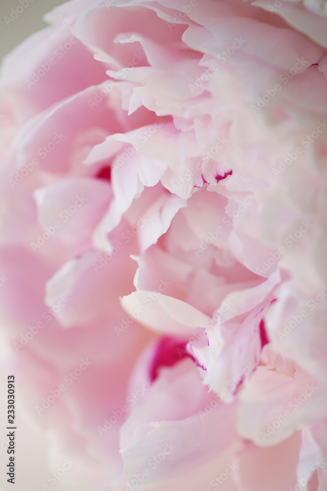 Peony pink flower close up beautiful macro photo - obrazy, fototapety, plakaty 