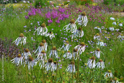 Fototapeta Naklejka Na Ścianę i Meble -  Cone flowers in a meadow