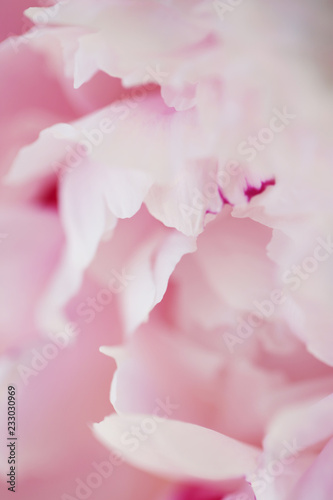 Peony pink flower close up beautiful macro photo