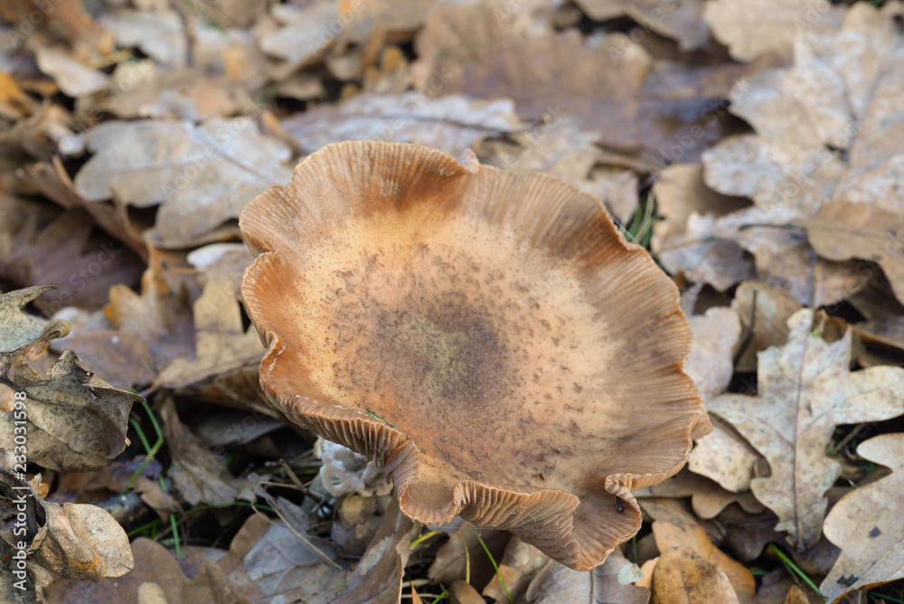 Armillaria ostoyae mushroom Armillaria ostoyae mushroom