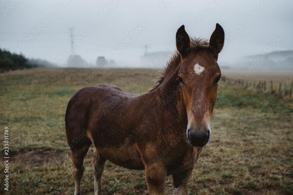 Horse portrait looking at the camera in foggy landscape
