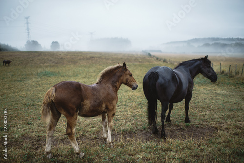 Two horses in foggy landscape. back angle