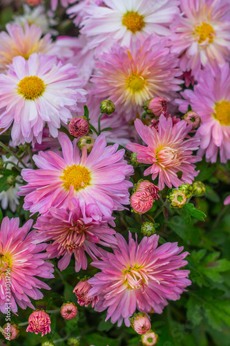 Slika na platnu Natural background of bright purple chrysanthemums