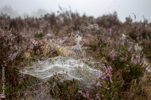 Spiderwebs in heath landscape in the Lueneburger Heide, Germany