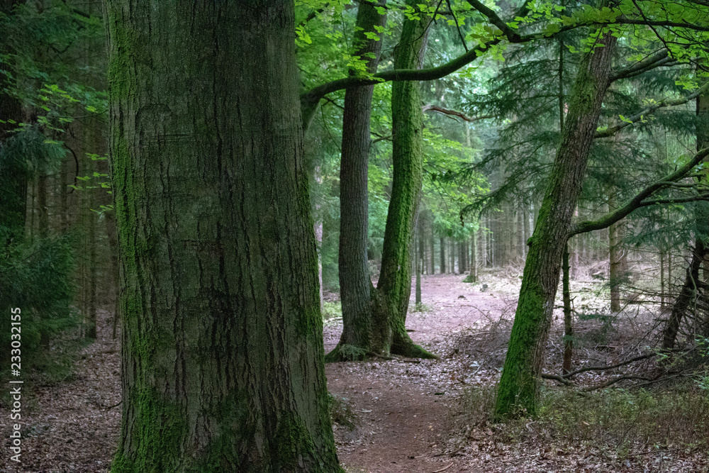 Woodland / Forest with hiking track in the Lueneburger Heath, Germany