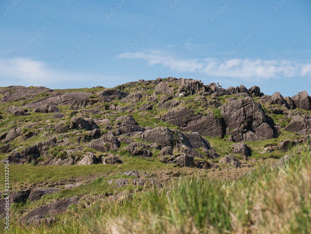 Schafe in der felsigen Landschaft am Healy Pass Schafe in der felsigen Landschaft am Healy Pass