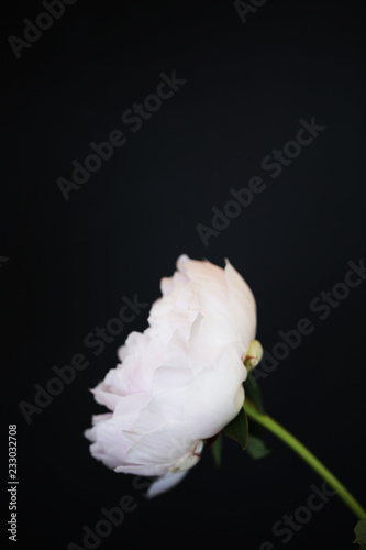 Peony pink flower close up on black background photo