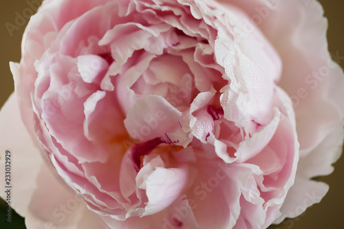 Peony pink flower close up macro background photo
