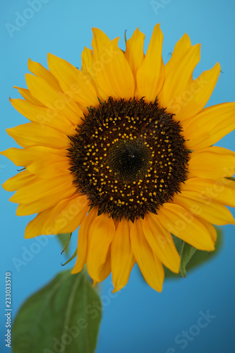 Beautiful sunflower close up macro photo on colored background