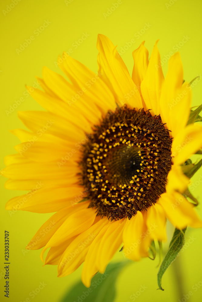 Beautiful sunflower close up macro photo on colored background Beautiful sunflower close up macro photo on colored background