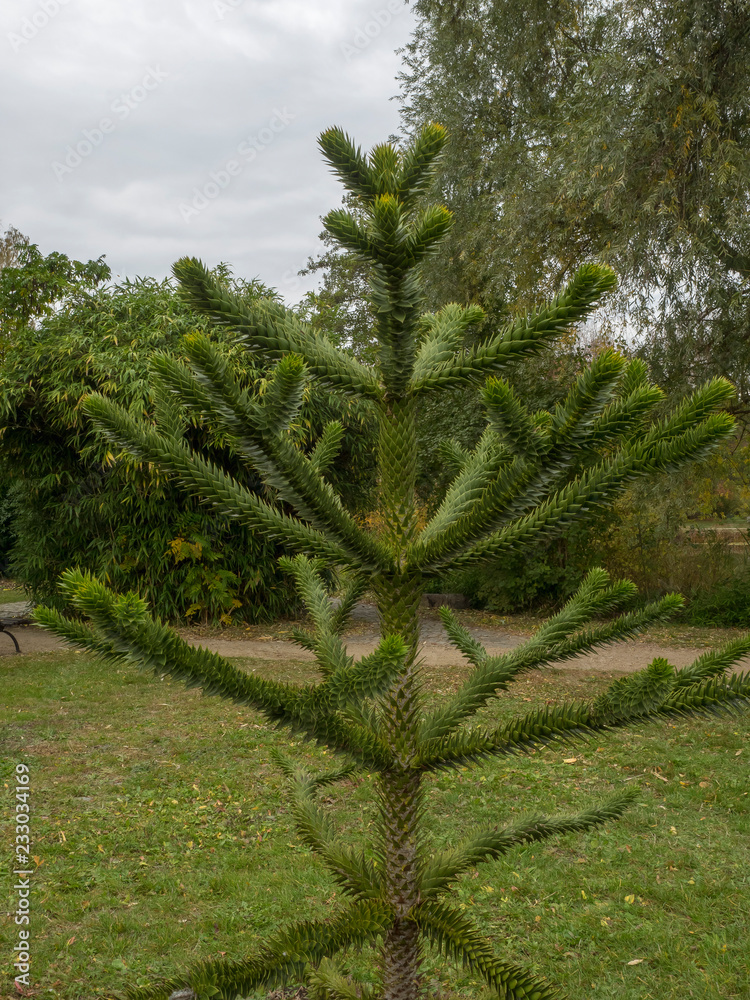 Araucaria Du Chili Araucaria Araucana Ou Desespoir Des Singes Une Espece De Conifere Originaire Du Chili Stock Photo Adobe Stock