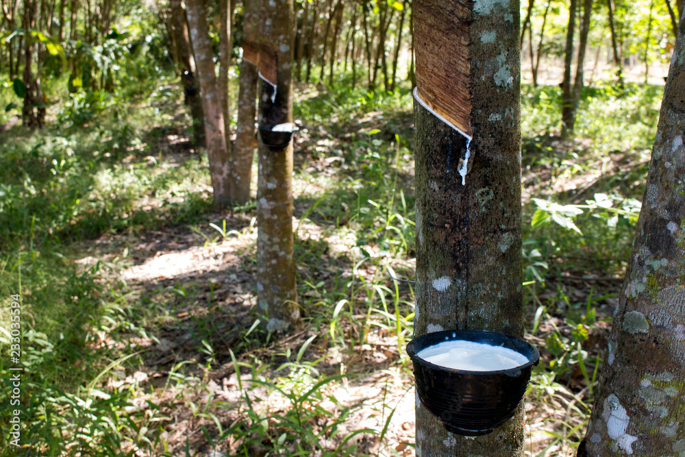 Tapping sap from the rubber tree Tapping sap from the rubber tree
